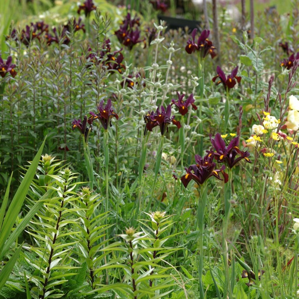 Iris de Hollande Red Ember - Iris hollandica