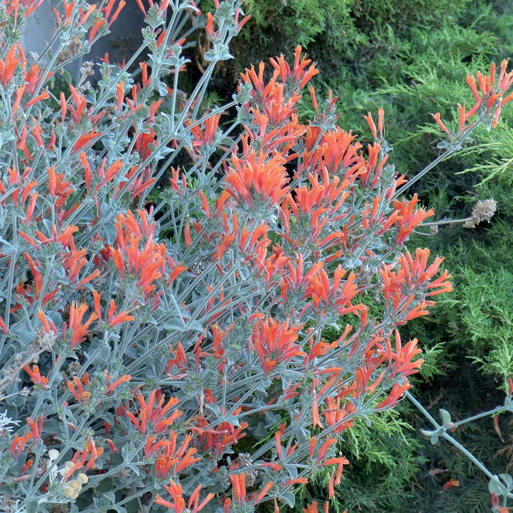 Dicliptera suberecta - Justicia ou Jacobinia squarrosa