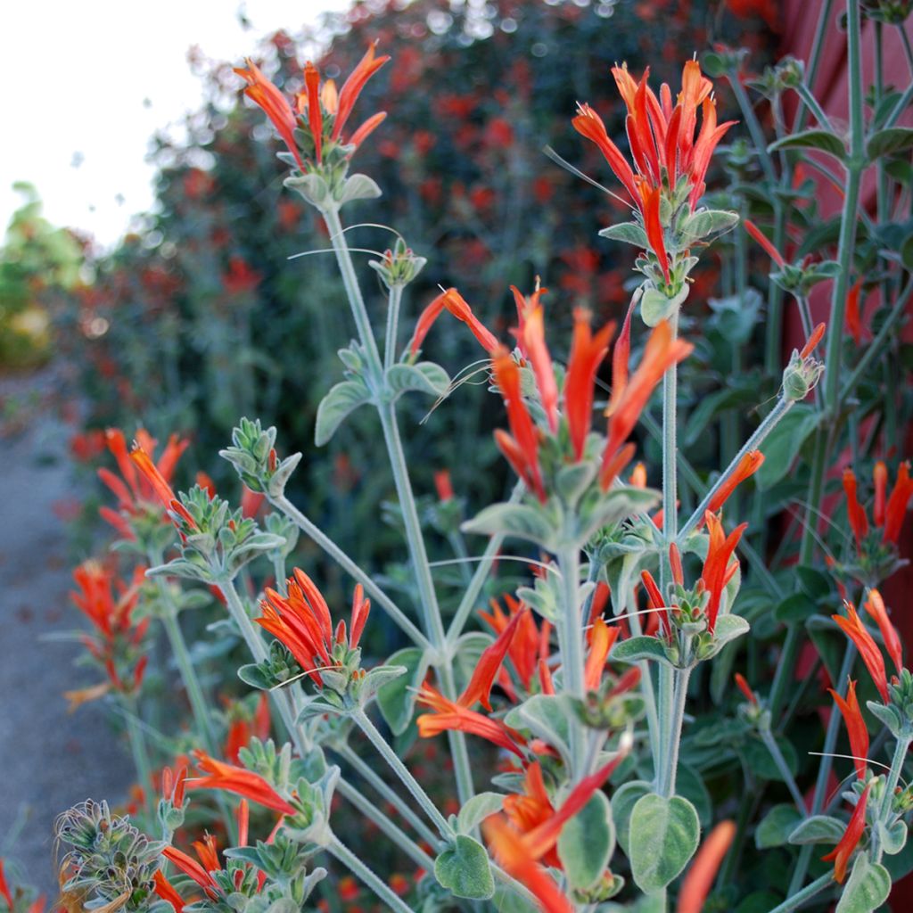 Dicliptera suberecta - Justicia ou Jacobinia squarrosa