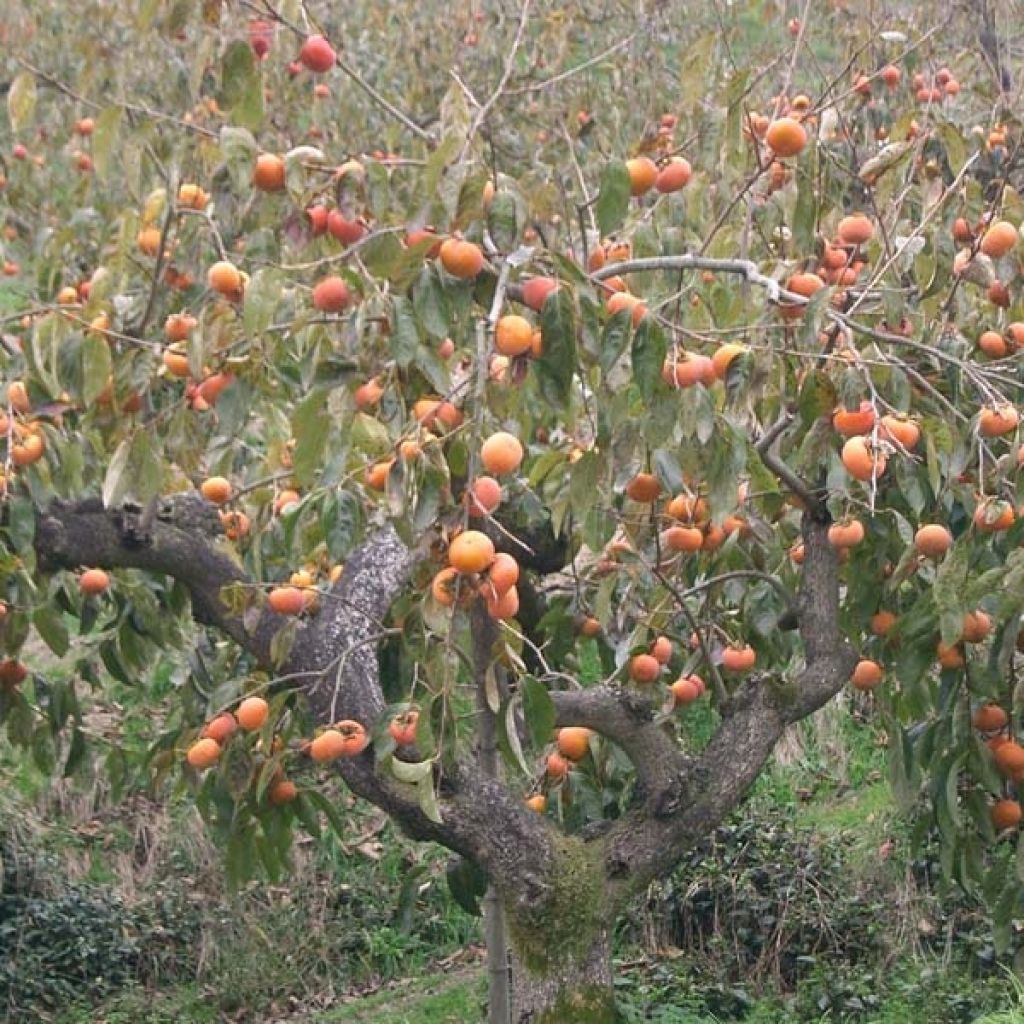 Kaki Fuyu, kaki pomme : avantages de cette variété, plantation, culture