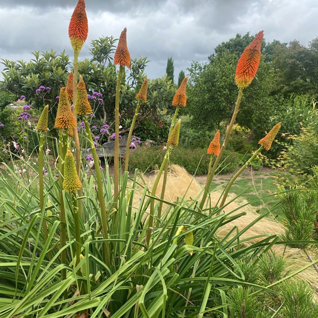 Kniphofia uvaria Nobilis - Tritoma géant