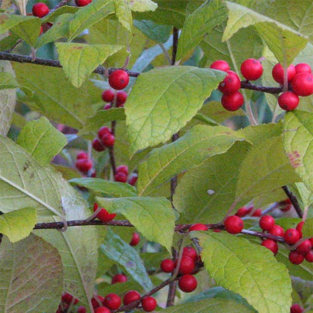 Ilex verticillata - Houx verticillé