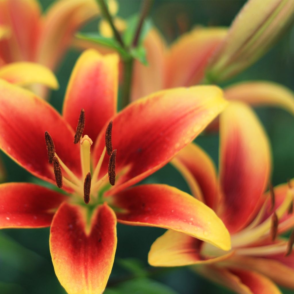 Lis hybride Avalon Sunset - Lilium asiatique x oriental