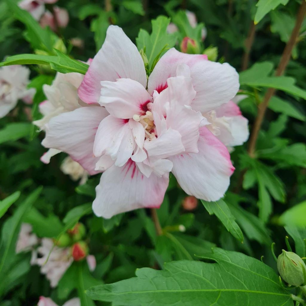 Hibiscus syriacus Leopoldii - Althea en arbre