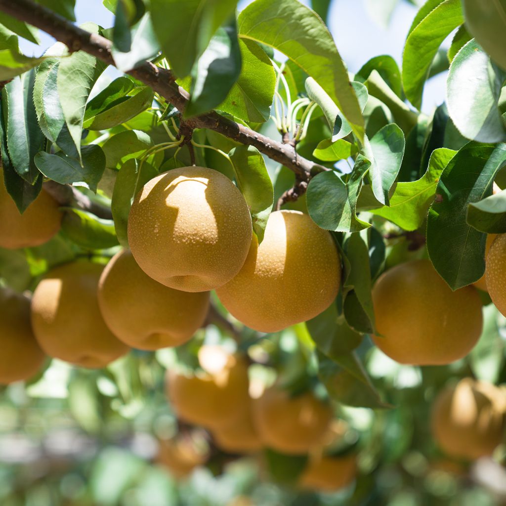 Nashi Kosui Bio - Pomme-poire