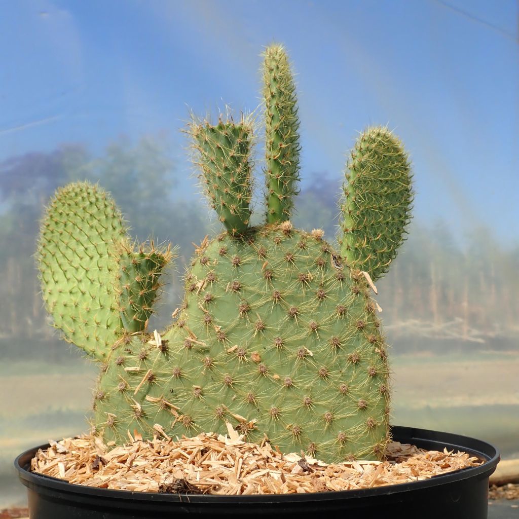 Tipi à zizi cactus lot de 3 - Un grand marché