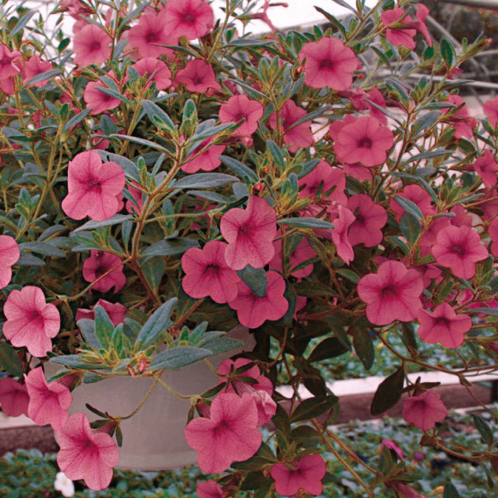 Pétunia Million Bells cosmos pink