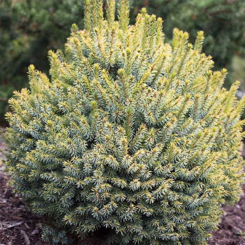 Épicéa de Sitka - Picea sitchensis Midget