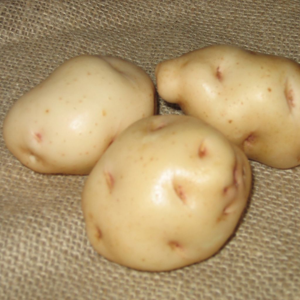 Pommes de terre Institut de Beauvais - Solanum tuberosum