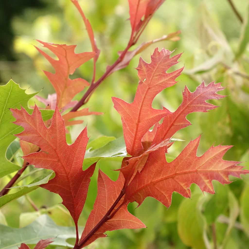 Quercus texana New Madrid - Chêne rouge du Texas