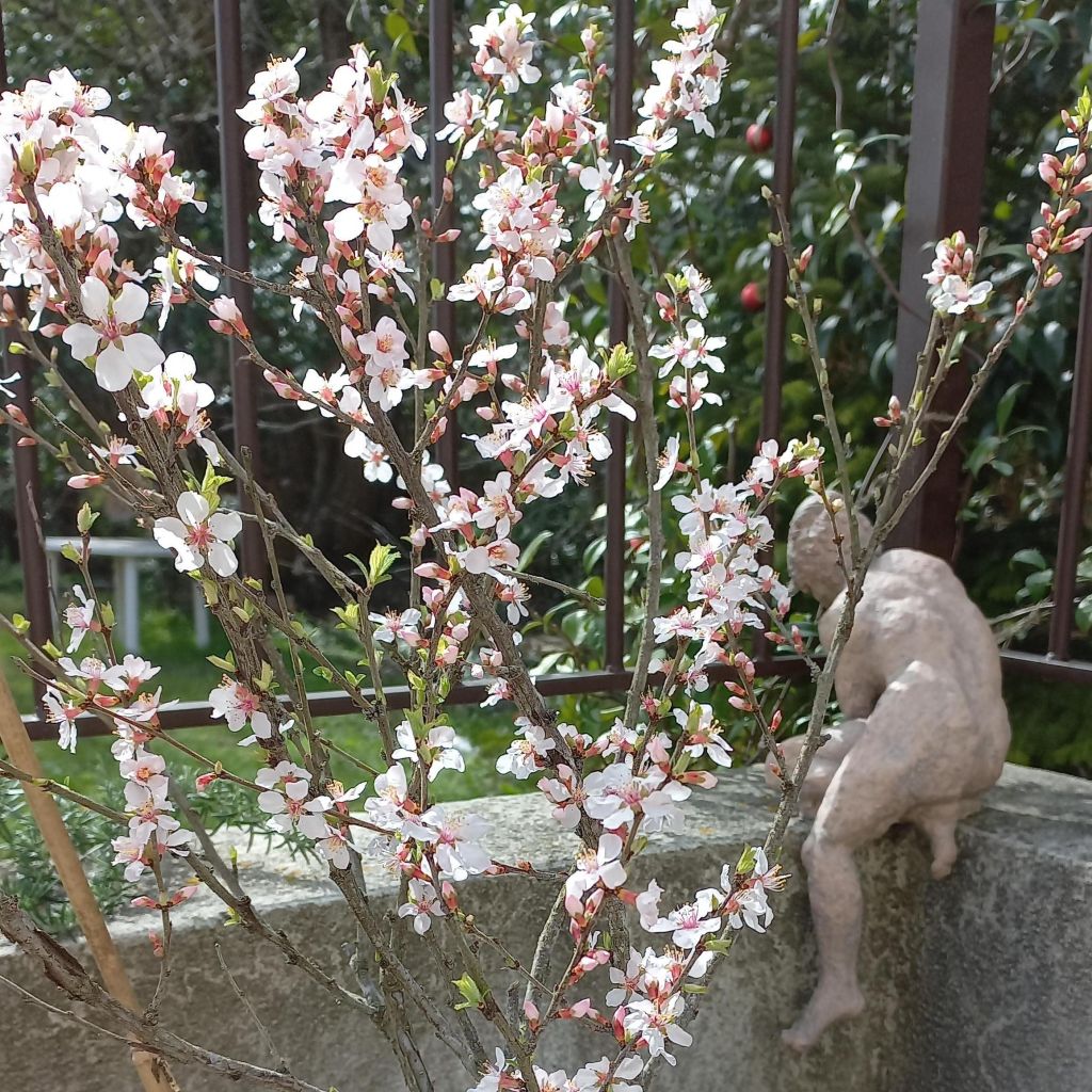 Ragouminier - Prunus tomentosa