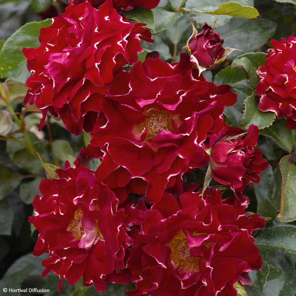 Rosier à fleurs groupées Red Lady Ruffles