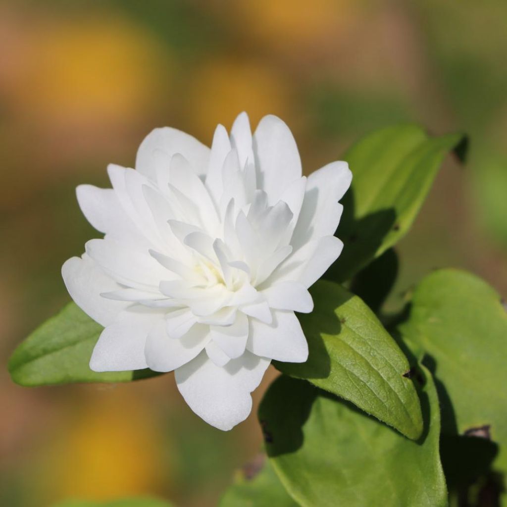 Seringat Minnesota Snowflake - Philadelphus virginalis