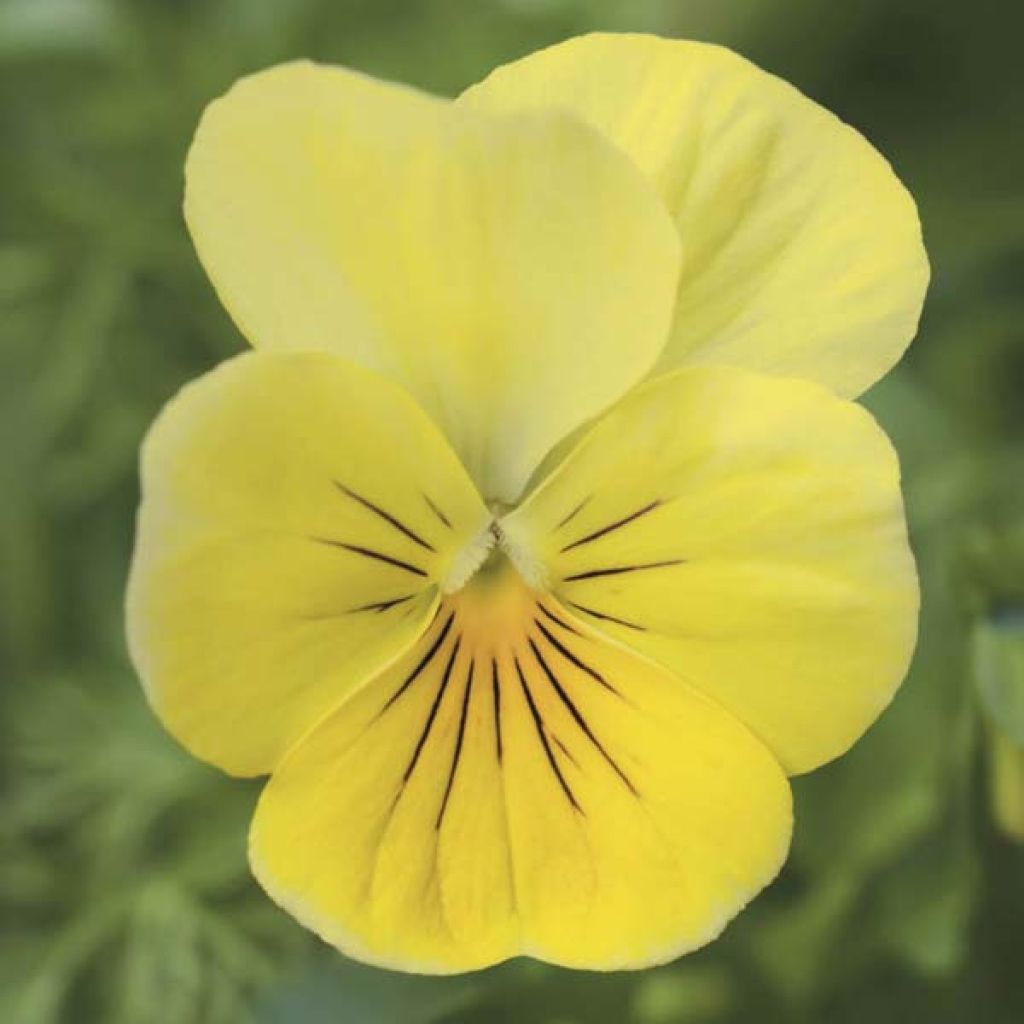 Viola Cornuta Jaune