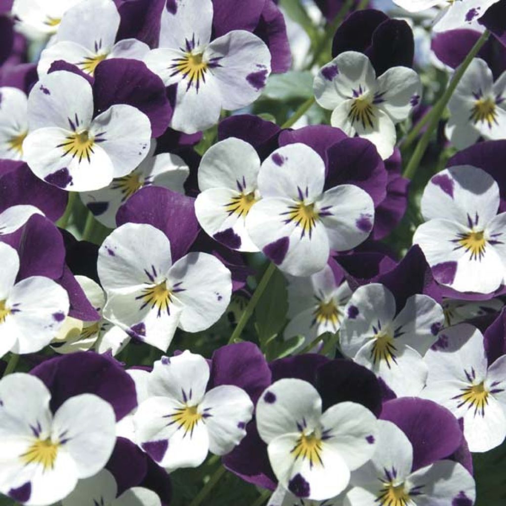 Viola Cornuta White Jump Up