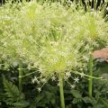 Ail d'ornement - Allium schubertii Spider