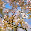 Amelanchier Ballerina