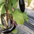 Aubergine De Barbentane - Ferme de Ste Marthe