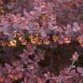 Berberis thunbergii atropurpurea, Epine-vinette de Thunberg Pot