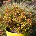 Coprosma Pina colada®  - Plante miroir