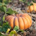 Courge Musquée d'hiver de Provence - Cucurbita moschata