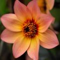 Dahlia Happy Single Kiss