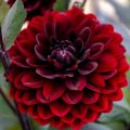 Dahlia mini-balles Dark Spirit