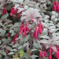 Fuchsia magellanica Versicolor