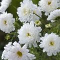 Graines de Cosmos Double Click Snow Puff - Cosmos bipinnatus