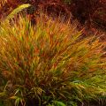 Herbe du Japon - Hakonechloa macra Nicolas