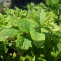 Mentha marocaine - Mentha spicata Nannah