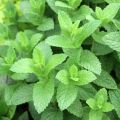 Menthe marocaine BIO en plants - Mentha spicata Nannah