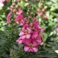 Antirrhinum majus Pretty in Pink® - Muflier.