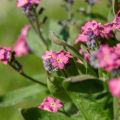 Myosotis Rosylva Mini-motte