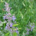 Nepeta grandiflora Wild Cat - Nepeta à grandes fleurs - chataire