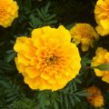 Œillet d'Inde Durango Yellow - Tagetes patula