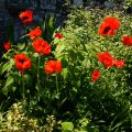 Pavot d'Orient, Papaver or. Beauty of Livermere