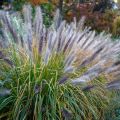 Pennisetum alopecuroides Red Head - Herbe aux écouvillons