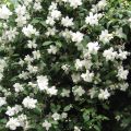 Philadelphus Virginal - Seringa Virginal