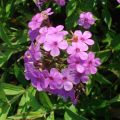 Phlox paniculata Hesperis