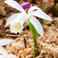 Pleione formosana Alba