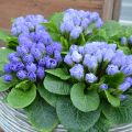 Primula vulgaris Francesca - Primevère des jardins