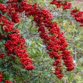 Pyracantha SAPHYR Rouge - Buisson ardent.