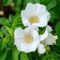 Rosa rugosa Alba - Rosier rugueux - Rosier botanique