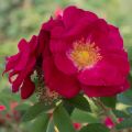 Rosa rugosa - Rosier botanique, rosier rugueux.