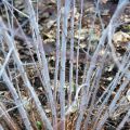 Rubus thibetanus Silver Fern - Ronce d'ornement