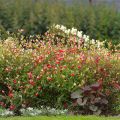 Sauge, Salvia microphylla Hot Lips en godet