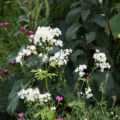 Thalictrum aquilegifolium Album - Pigamon