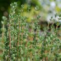 Thym de Provence  - Thymus vulgaris - Thym commun