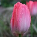 Tulipe Darwin hybride Van Eijk